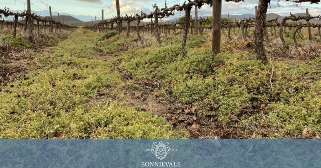 Bonnievale Wine And Mother Nature