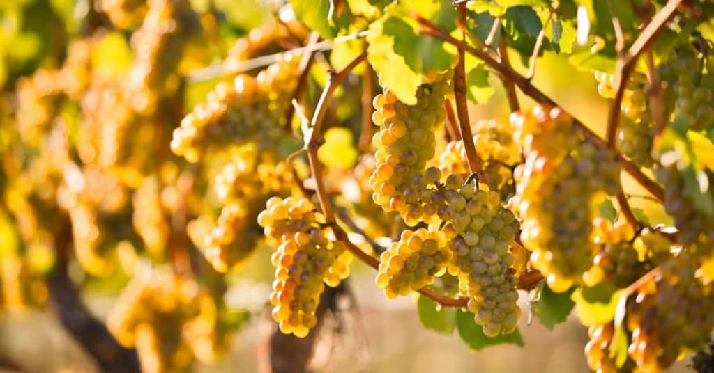 What food goes best with Chardonnay? - Chardonnay Grapes