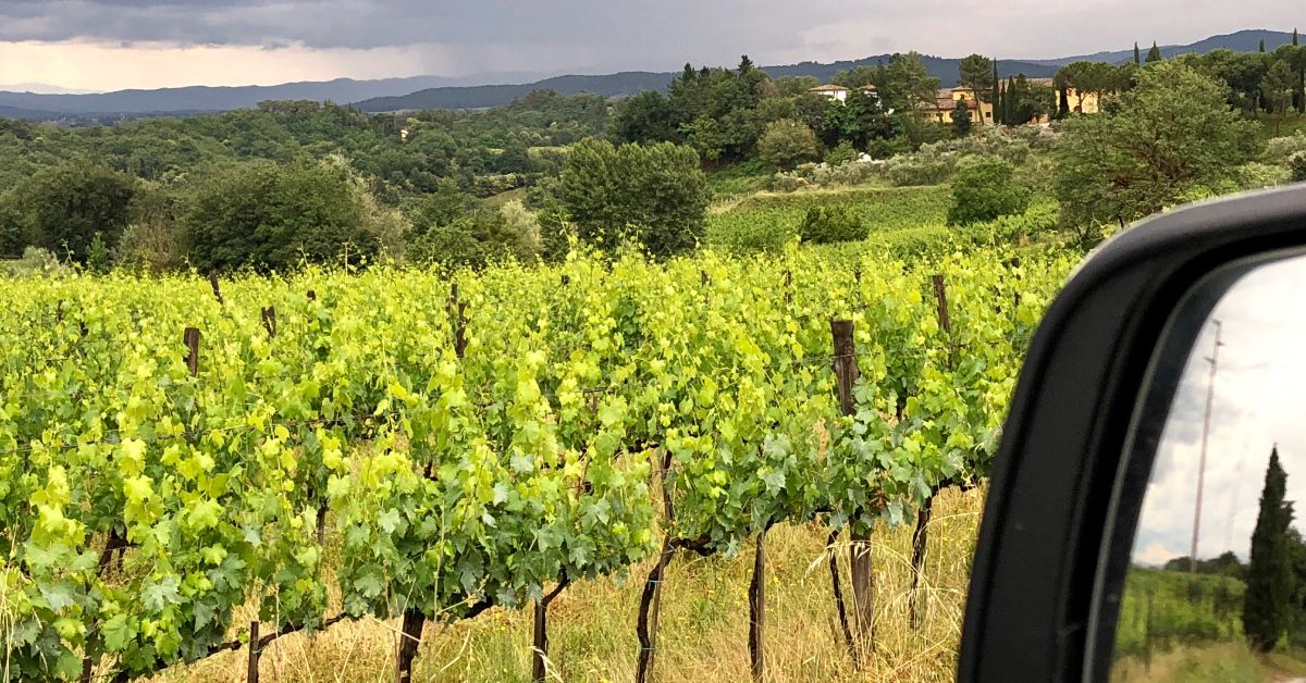 Wine Tour - Driving through Vineyards