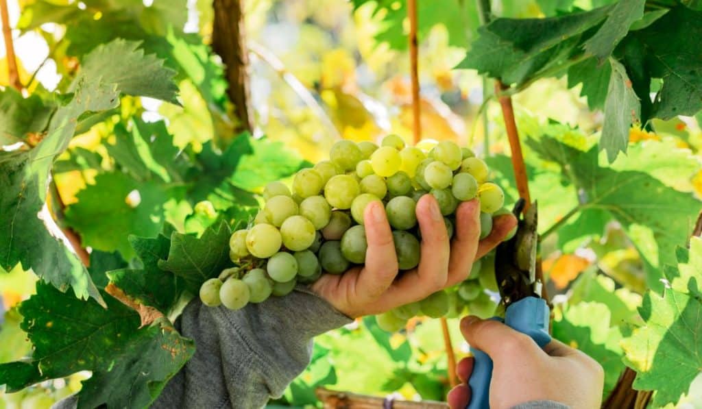 Chenin Blanc: The Ultimate Guide | Bonnievale Wines