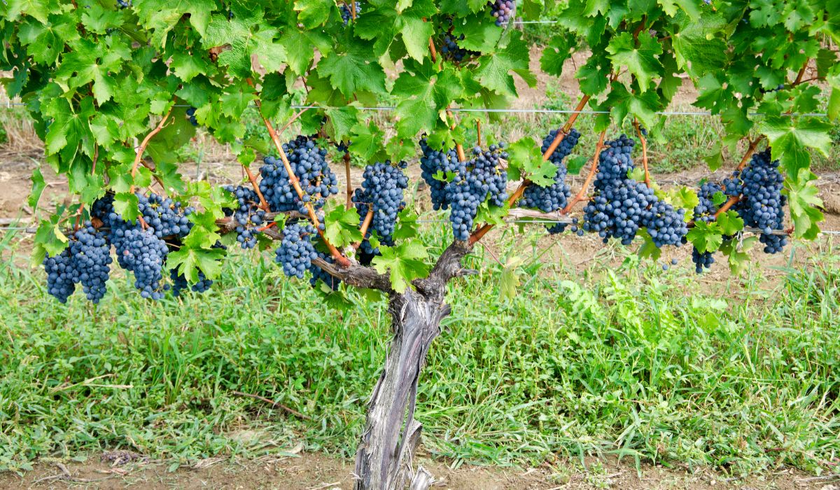 Cabernet Sauvignon Grapes on the Vine