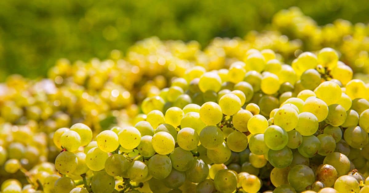 Chardonnay - Harvesting Grapes