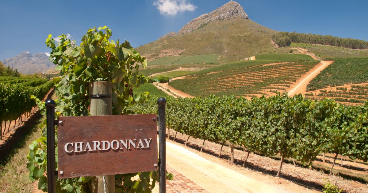 Chardonnay - Vineyards Sign
