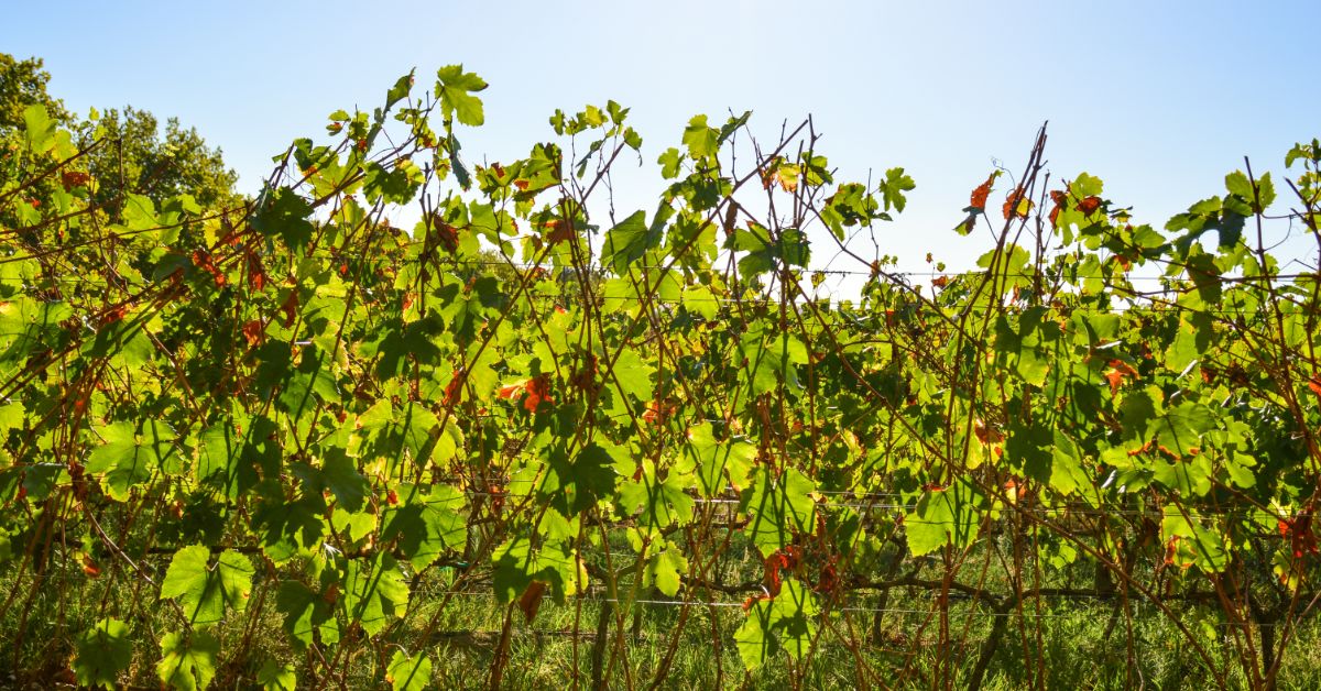Pinotage Vineyard