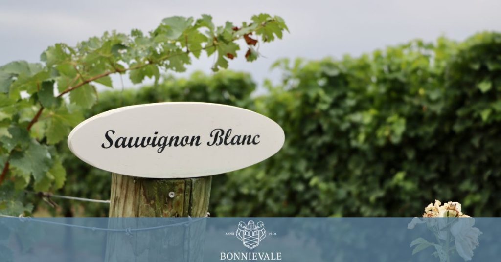 Sauvignon Blanc Feature Image