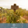 Merlot Vineyards Feature Image