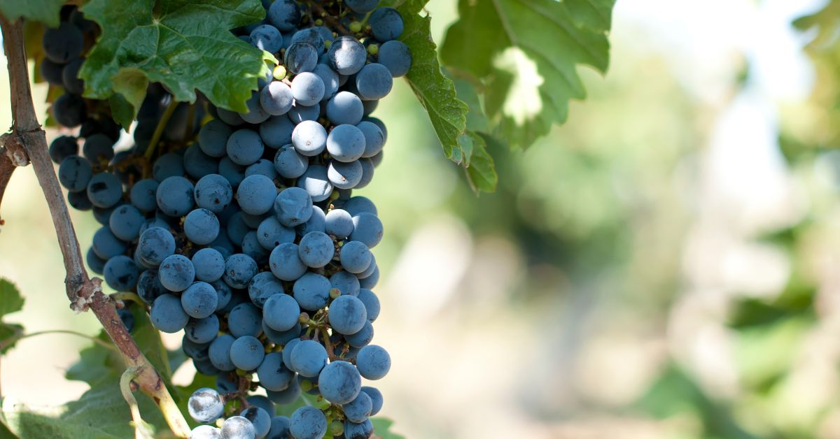 Merlot - Grapes on Vine
