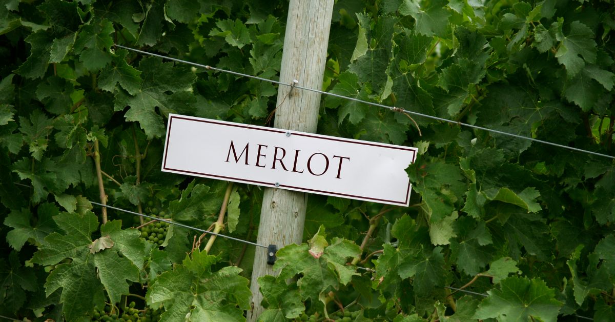Merlot Vineyards Sign